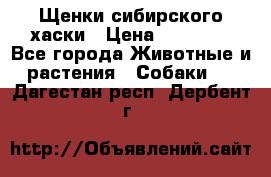 Щенки сибирского хаски › Цена ­ 12 000 - Все города Животные и растения » Собаки   . Дагестан респ.,Дербент г.